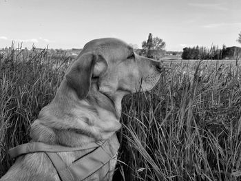 Dog looking away on field