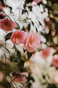 Close-up of pink cherry blossom