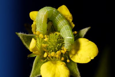 Close-up of yellow flowers against black background