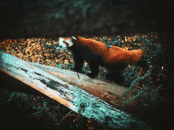 Red panda at woburn safari park