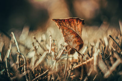 Close-up of dry leaves on field