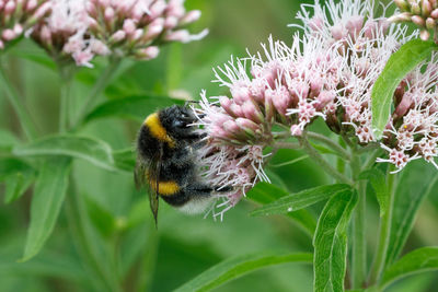 Close-up of bee pollinating on flower