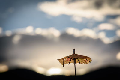 Close-up of silhouette plant against sky at sunset