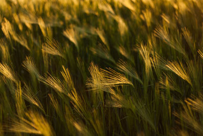 Close-up of grass growing in field