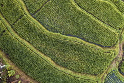 Full frame shot of corn field