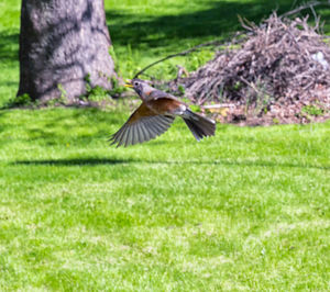 Bird flying over grass