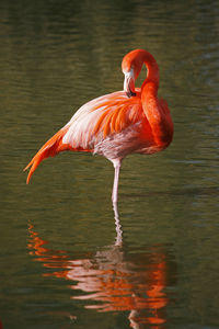 Flamingo standing on one leg in pond at zoo
