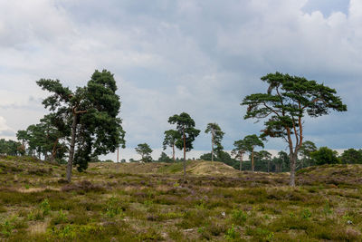 Trees on field against sky