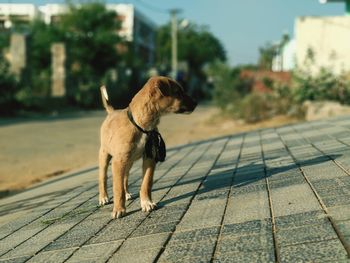 Dog looking away on street