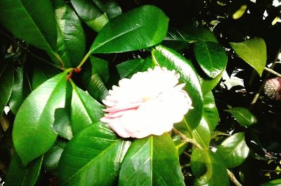 Close-up of white flowers