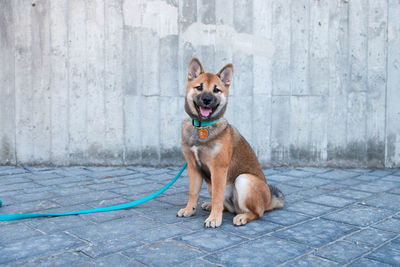 Portrait of dog sitting on footpath