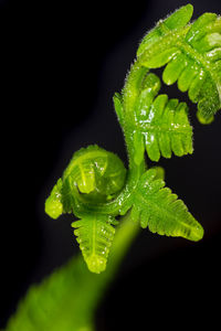 Close-up of wet plant leaves against black background
