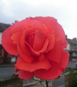 Close-up of red rose