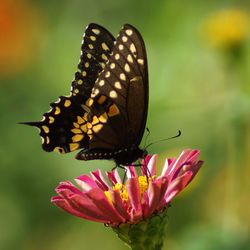 Close-up of butterfly pollinating on flower