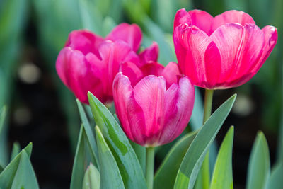 Close-up of pink tulips