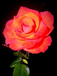 Close-up of red rose against black background