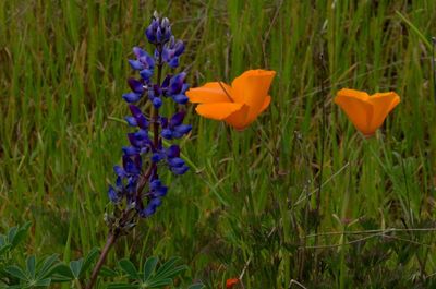 Close-up of purple flowers blooming in field