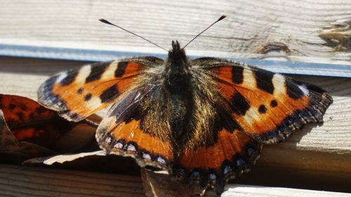 Close-up of butterfly on wood