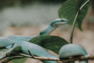 Close-up of lizard