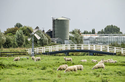 Sheep grazing in a field with greenhouses and bridge