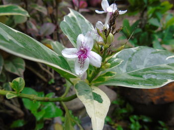 Close-up of honey bee on plant