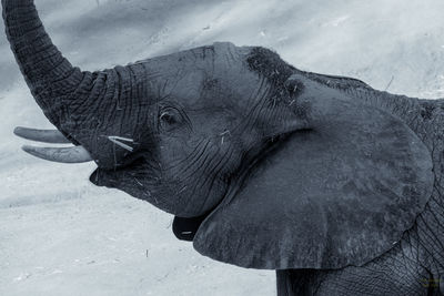 Close-up of elephant