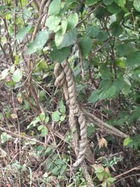 Close-up of a tree