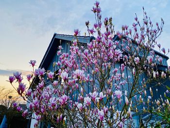 Pink cherry blossom tree against sky