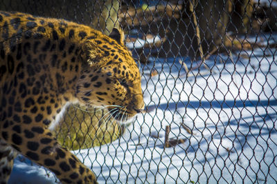 Leopard in a zoo with snow