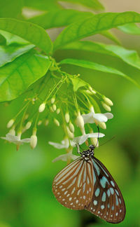 Close-up of butterfly pollinating flower