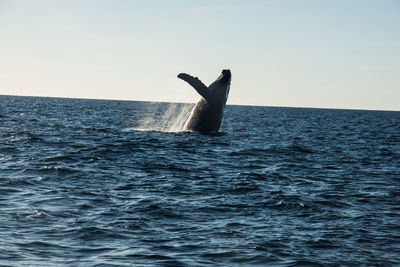 View of horse in sea against clear sky