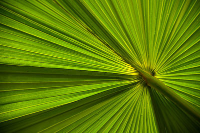 Full frame shot of palm leaves