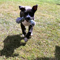 Portrait of dog running on grass