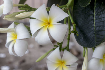 Close-up of white flowers