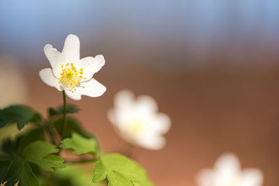 Close-up of white flowering plant