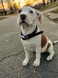 Close-up portrait of dog
