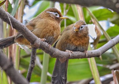 Close-up of sparrow perching on tree