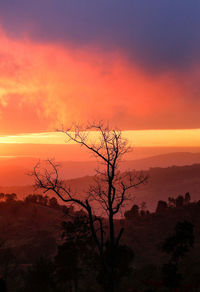 Low angle view of silhouette tree against sky during sunset