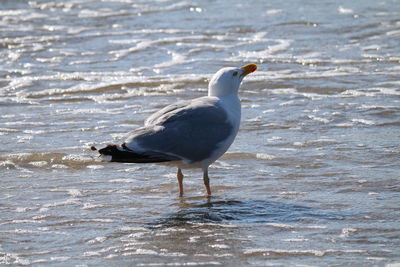 Seagull on beach