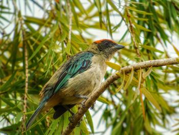 Close-up of bird perching on branch