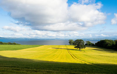 Scenic view of green field against sky