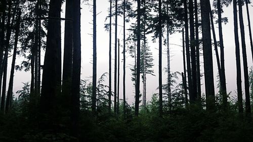 Trees in forest