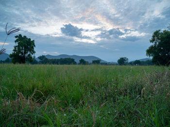 Scenic view of field against sky