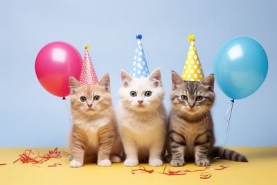 Portrait of cat with balloons
