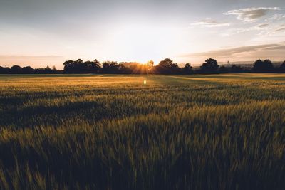 Scenic view of field against sky during sunset