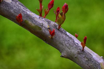 Close-up of bird perching on branch