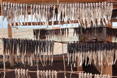 Dry fish hanging on rack at market stall on sunny day