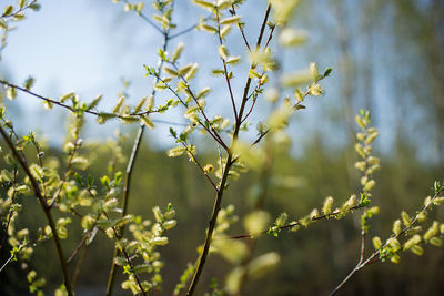 Close-up of tree in springtime