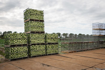 Stack of corn on land against sky