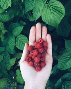 Cropped hand of woman holding raspberries over plants